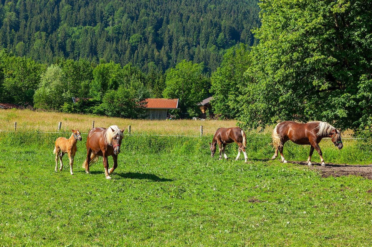 Groebl-Alm Haus Zur Schoenen Aussicht Graswang Buitenkant foto